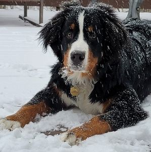 Meet your Posher, Dawn